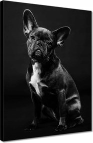 Vászonkép 30x40 Fekete francia bulldog