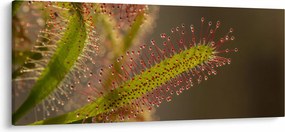 A növény képe (120x50 cm)
