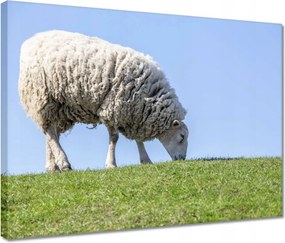 Vászonkép 40x30 Bárány legeltetés közben