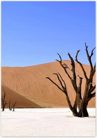 Poszterek 70x100 Fa a sivatagban