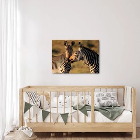 Kép - Két zebra (70x50 cm)