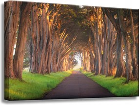 Vászonkép Út a fák között Natura 60x40 cm Ideális ajándék