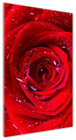 Egyedi üvegkép Vörös rózsa osv-100979783