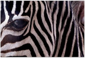 Poszterek 200x135 Makro fotó zebra