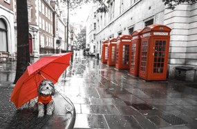 Poszter 91,5x60cm Kutya esernyővel a londoni utcán, Assaf Frank