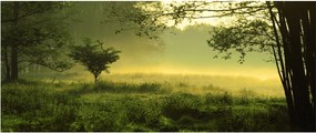 Kép - Ébredő erdő (120x50 cm)