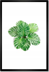 Poszter keretben 40x60 Lyukas szörny levelek