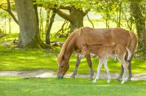 Poszter 91,5x60cm Ló és csikó 3, Assaf Frank