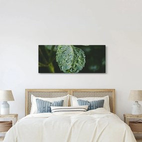 Kép - cseppek a levelen (120x50 cm)