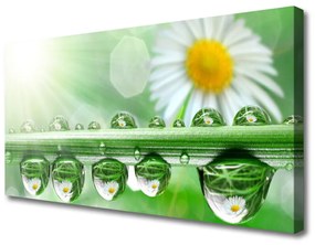 Vászonkép Dew Leaf Nature Daisies 100x50 cm