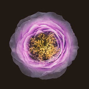 Művészeti fotózás Blended Flowers Imagination View, MirageC, (40 x 40 cm)