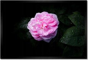 Poszter keretben 60x40 Rózsaszín bazsarózsa cseppekkel
