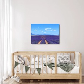 Kép - Levendula mező (70x50 cm)