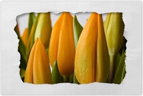 Poszterek 120x80 Sárga tulipánok