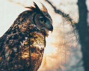 Poszter 76x60,5cm Bagoly szellem