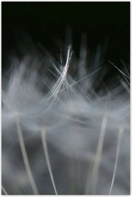 Poszterek 80x120 Pitypang Virág Virágok