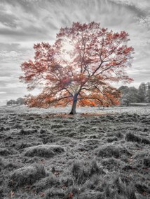 Poszter 30x40cm Egy fa az őszben, Assaf Frank