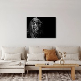 Egy vadtigris képe (üvegen) (70x50 cm)