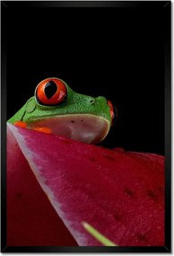 Poszterek keretben 40x60 Béka a levél mögé rejtve