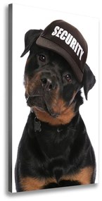 Vászonkép Rottweiler egy sapka ocv-76884737