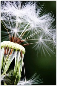 Poszterek 80x120 Pitypang Virág Virágok