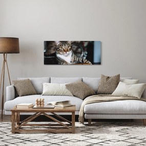 Macska képe (120x50 cm)