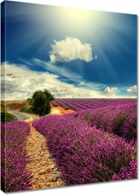 Vászonkép 30x40 Levendulamező