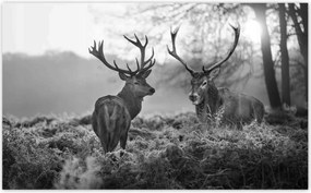 Fotótapéták 520x318 Fekete-fehér szarvasok