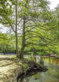 Poszter 20,5x28,4cm Tó az erdőben 2, Assaf Frank