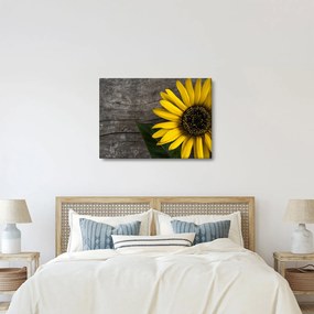 Kép - Napraforgó virága (70x50 cm)