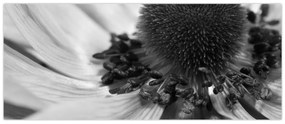 Kép - Virág fekete-fehérben (120x50 cm)