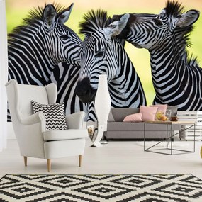 Fotótapéta - Három vidám Zebra (152,5x104 cm)