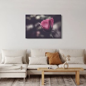 Kép - Rózsa virág részlete (90x60 cm)