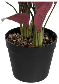 Műnövény (magasság 55 cm) Bird of Paradise – Ixia