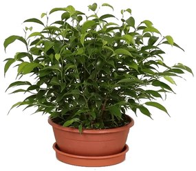 IBH KISLEVELŰ FIKUSZ NATASJA CS:17CM FICUS NATASJA