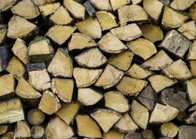 Poszter 42x29,7cm Fa rönkök, Assaf Frank