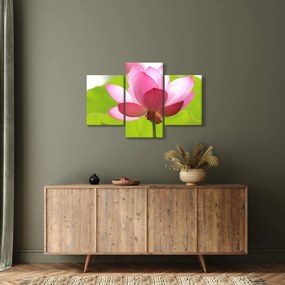 Lótuszvirág kép (90x60 cm)