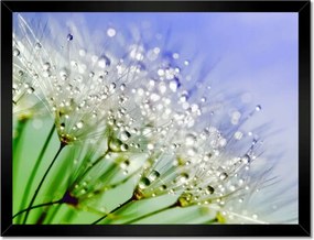 Poszterek keretben 40x30 Pitypang harmatcseppek