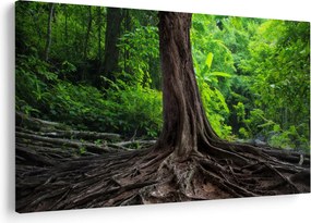 Kép - Öreg fa gyökere (90x60 cm)