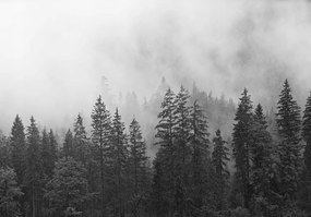 Fotótapéta Erdő A Ködben Fekete-fehér Fák Flizelin Tapéta 368x254