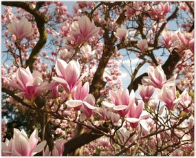 Poszterek 50x40 Magnólia Virágok Kék