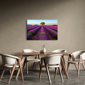Kép - Levendula mező (90x60 cm)