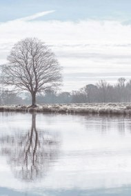 Poszter 30x45cm Fa tükröződése a tóban, Assaf Frank