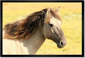 Poszterek keretben 60x40 Lófej