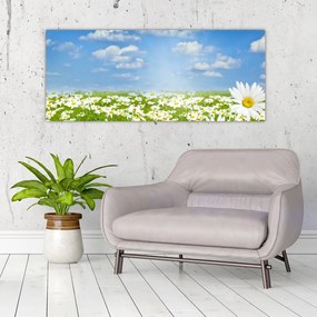 A virágzó rét százszorszépekkel képe (120x50 cm)