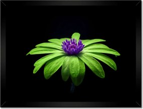 Poszterek keretben 40x30 Lime szirmok