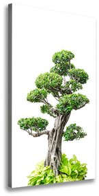 Egyedi vászonkép Bonsai fa ocv-88907159