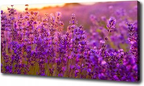 Nagyméretű vászonkép Levendulamező 100x70 cm