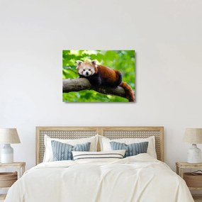 A vörös panda képe (üvegen) (70x50 cm)