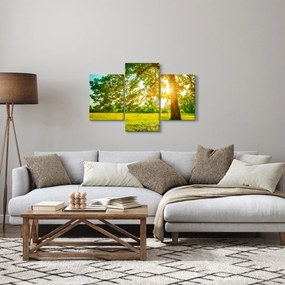 Kép - Sunny Forest (90x60 cm)
